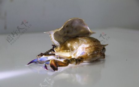 软壳蟹实物图图片