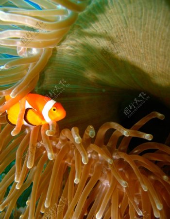 珊瑚中热带鱼图片