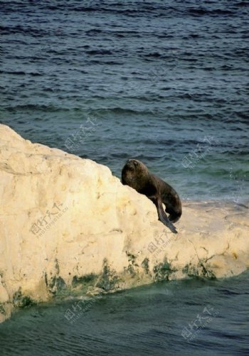 高分辨率动物海狮图片