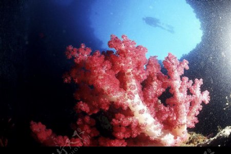 珊瑚03图片