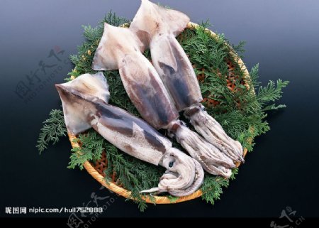 海洋生物海鲜墨鱼图片