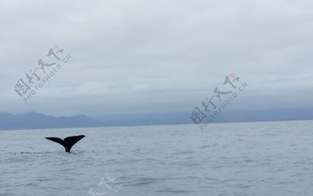 新西兰抹香鲸鱼最后一跃图片