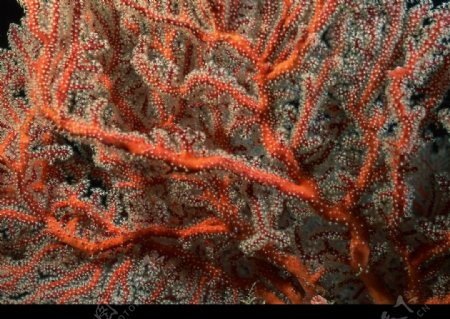 紅珊瑚图片