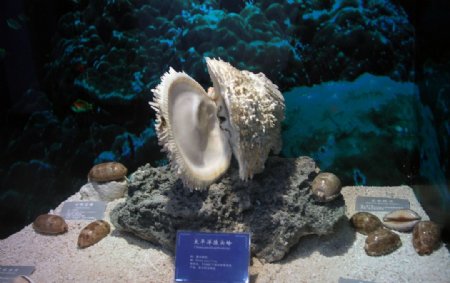 太平洋猴头蛤图片