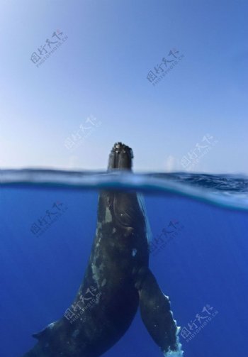 抹香鲸出水瞬间图片