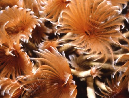 动物图片集锦海洋花