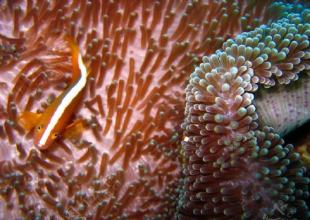 热带海洋小鱼珊瑚图片