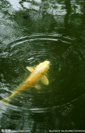 金色的鱼图片