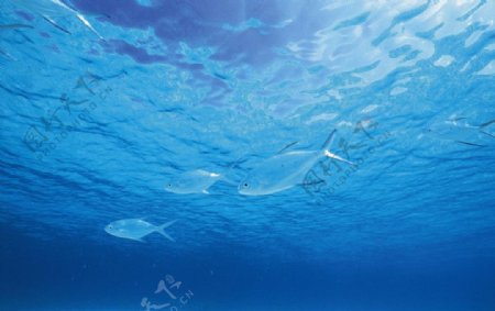 深海浅水鱼图片