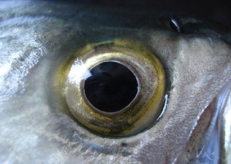 鱼眼图片
