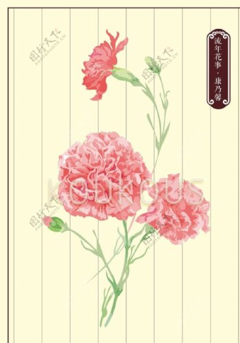 康乃馨花卉素材图片