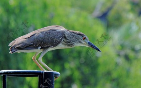 捕食的鳥圖片