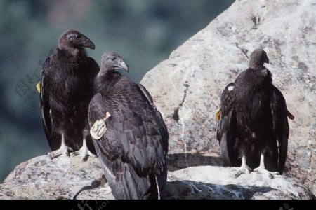 加州神鹫图片
