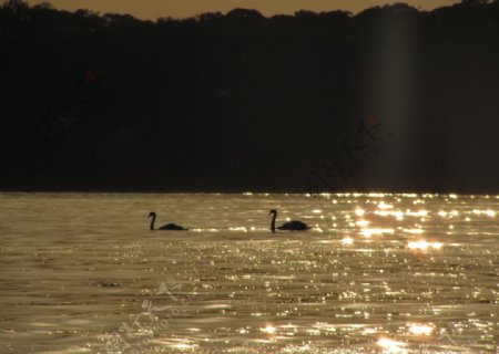 长岛夕阳白天鹅图片