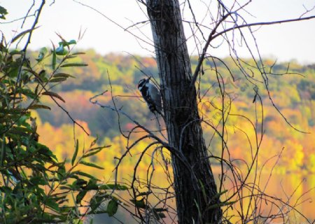 山谷里的啄木鸟图片