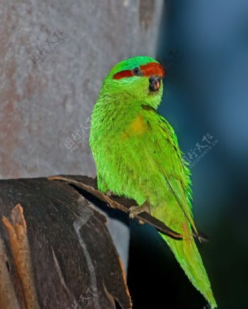 红耳绿吸蜜鹦鹉图片