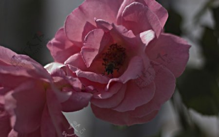 盛开的粉玫瑰图片