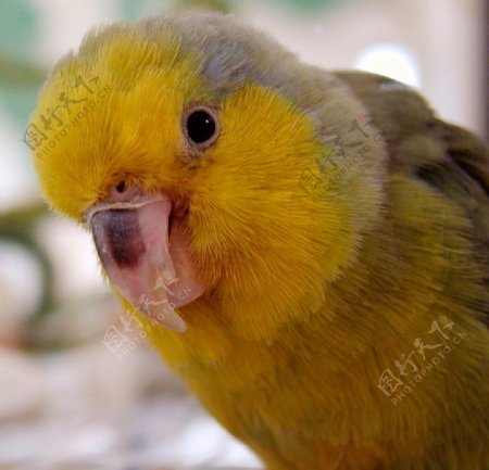黄脸鹦鹉图片