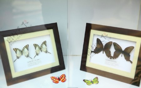 蝴蝶镜框蝴蝶标本图片