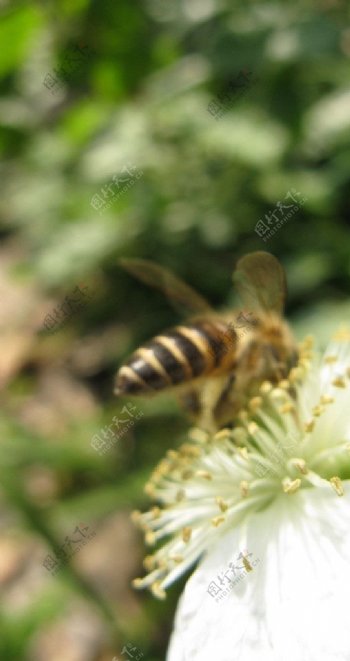 太子湾蜜蜂采花图片
