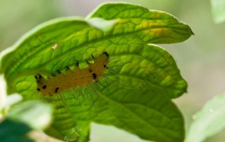 蝴蝶幼虫图片
