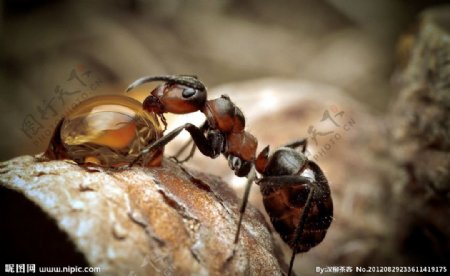 吸水的蚂蚁图片