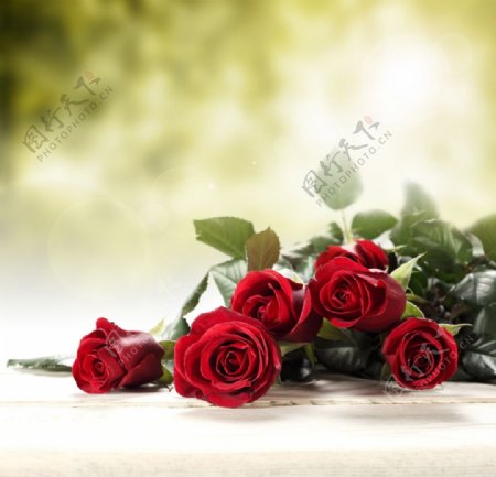 情人节红玫瑰图片