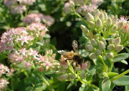 花丛中忙碌的蜜蜂图片
