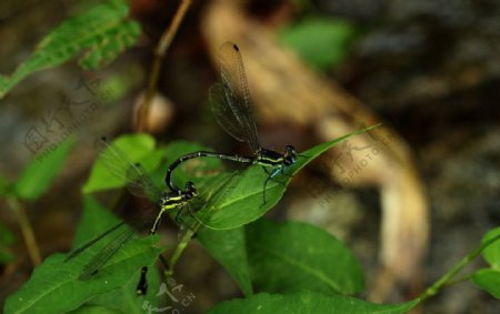 交尾蜻蜓图片