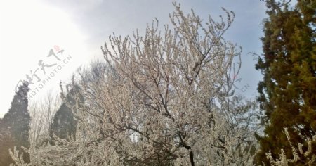 梨花满树图片