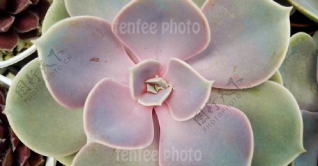 紫珍珠图片
