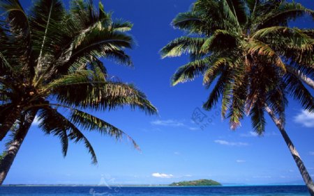大海椰树图片