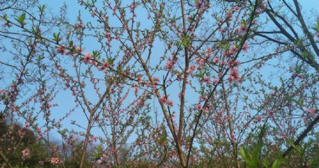 春季桃花素材图片