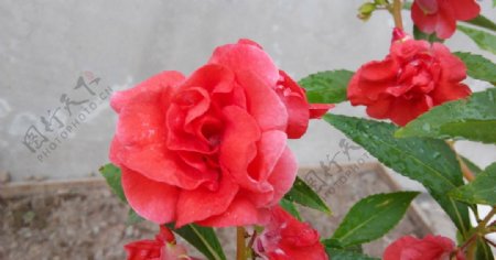 桃红植物图片