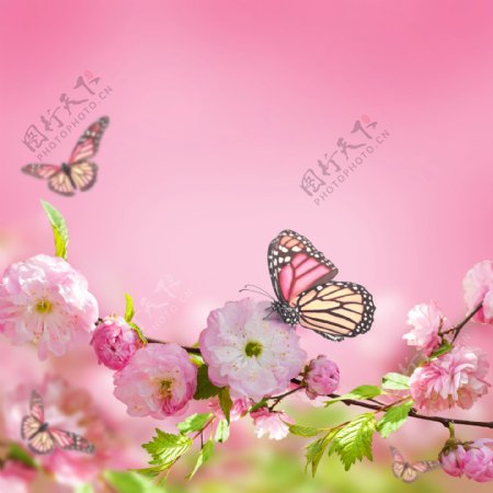 鲜花蝴蝶图片