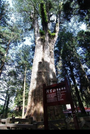 台灣阿里山香林神木樹齡二千三百年图片