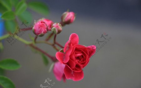 小蔷薇图片