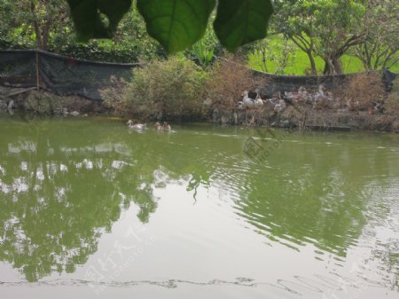 农村池塘鸭子图片