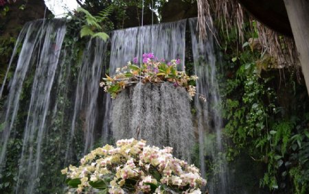 武汉植物园水帘瀑布图片