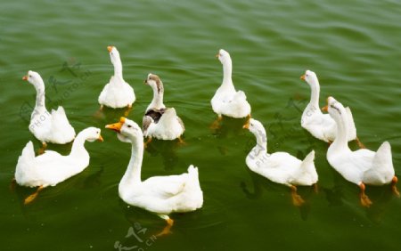 蓬莱仙境三仙山中鸭子图片