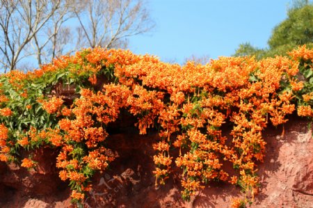 炮仗花图片