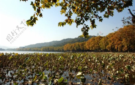 杭州西湖自然风光金秋景色图片