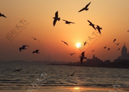 夕阳下海鸥剪影图片