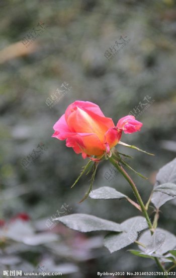 深圳人民公园玫瑰图片