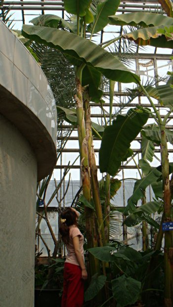 高大的芭蕉树图片