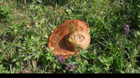 草原特产蘑菇图片