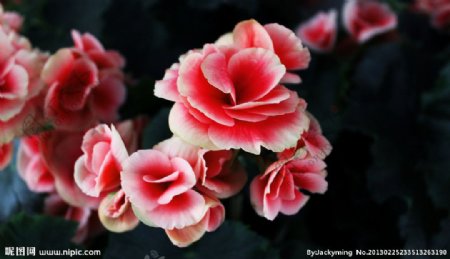 玫瑰海棠图片
