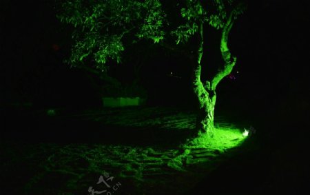 荧光树图片