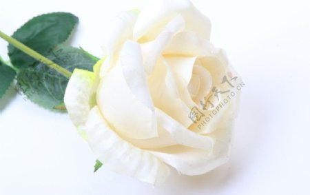 白色玫瑰静物摄影图片