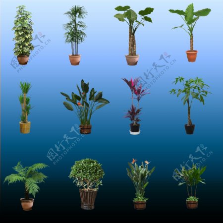室内盆栽植物素材图片
